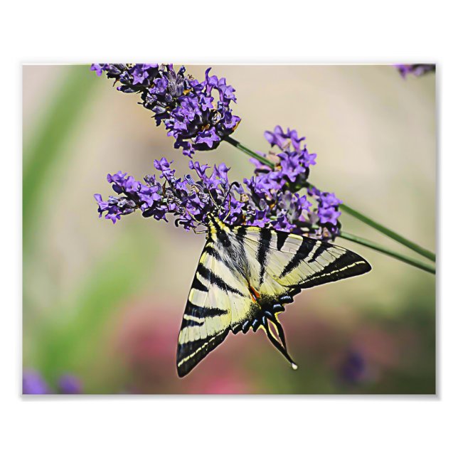 Photo papillon Swallowtail (Devant)