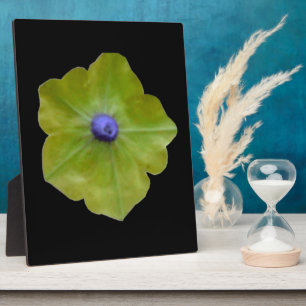 Photo Pétunia Green et Plaque Bleue