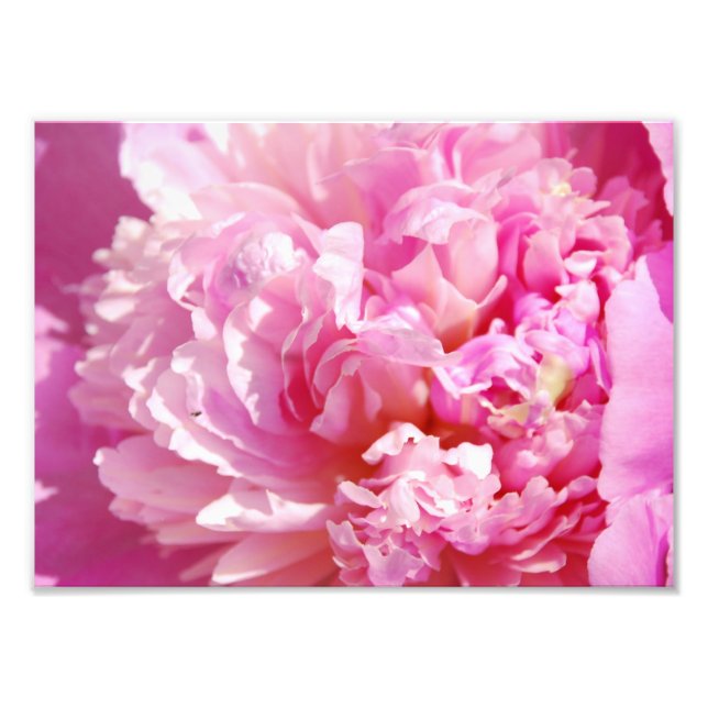 Photo Pink Peony (Devant)