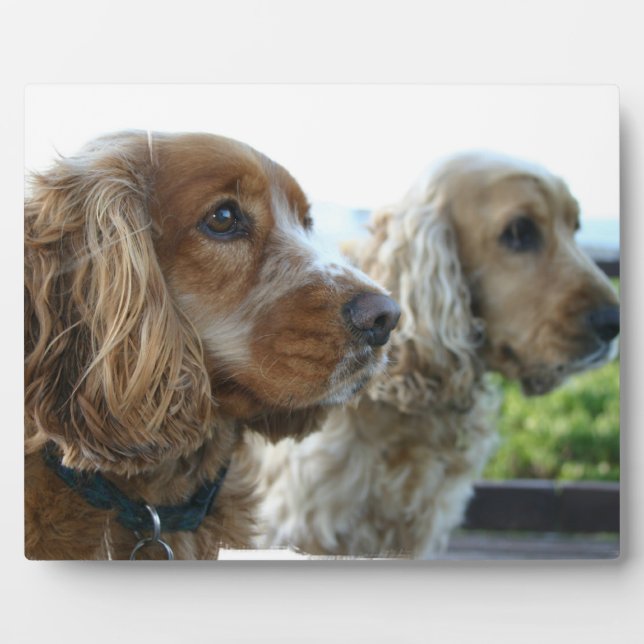 Photo Plaque anglaise de Cocker Spaniel (Devant)