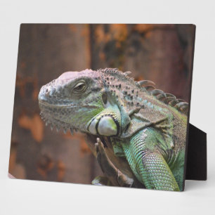 Photo Plaque avec lézard Iguana coloré