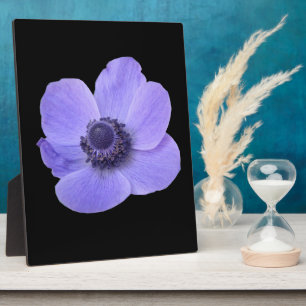 Photo Plaque d'anémone bleue