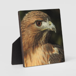 Photo Plaque de bureau Red Tail Hawk
