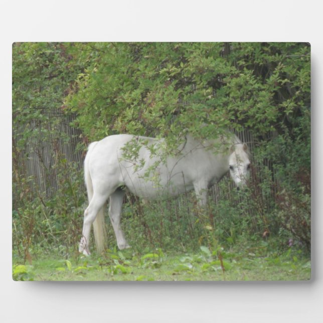 Photo Plaque de Cheval blanc timide (Devant)