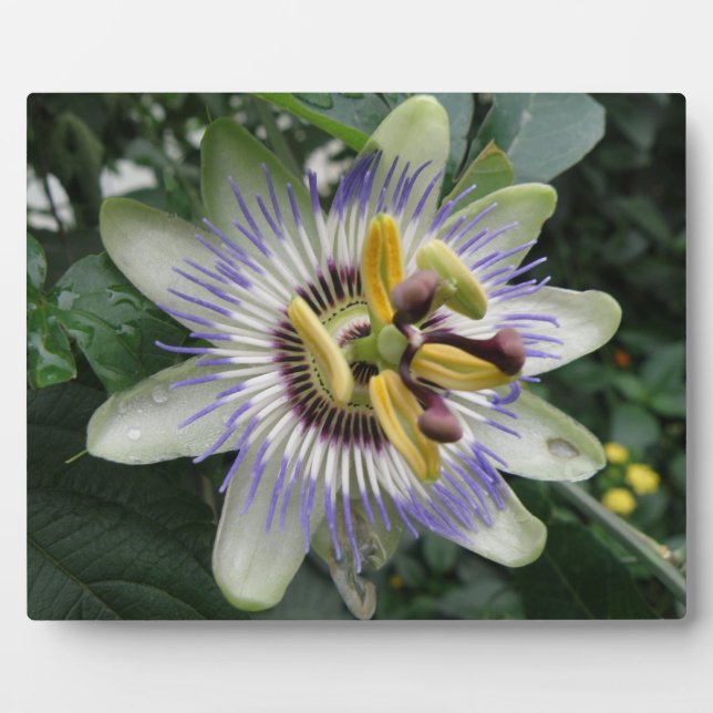 Photo Plaque de fleurs de passion (Devant)