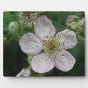 Photo Plaque de macro à fleur de Blackberry
