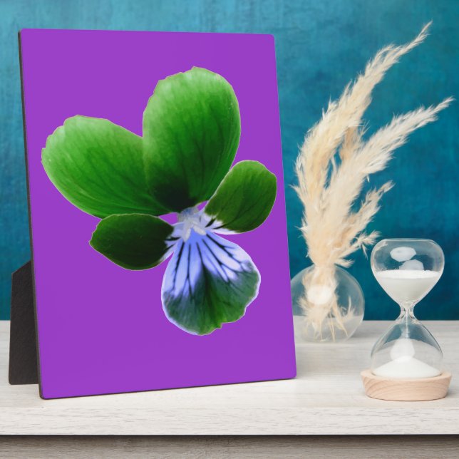 Photo Plaque de Pansy Vert (Côté)