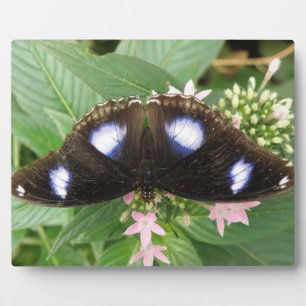 Photo Plaque de papillon tacheté bleu