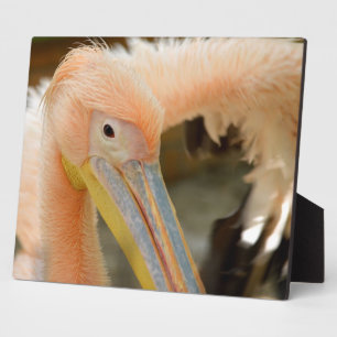 Photo Plaque de Pélican qui vous regarde
