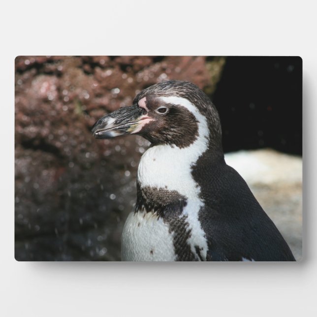 Photo Plaque de pingouin (Devant)
