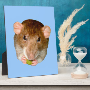 Photo Plaque de Rat Affamé