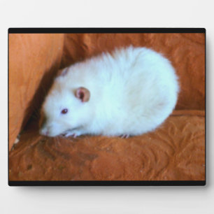 Photo Plaque de rat blanc de boule de neige