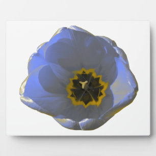 Photo Plaque de tulipe bleue et jaune
