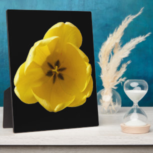Photo Plaque de tulipe jaune