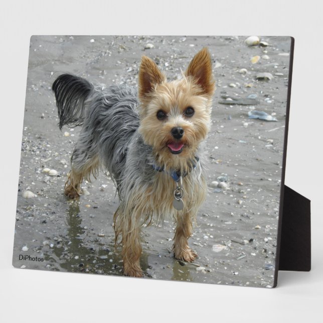 Photo Plaque de Yorkie (Côté)
