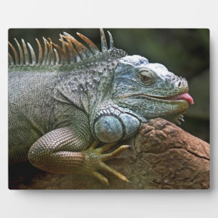Photo Plaque d'Iguana