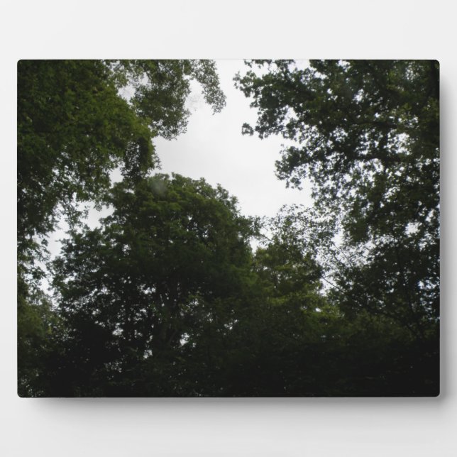 Photo Plaque forestière déplaisante (Devant)