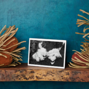 Photo plaque moelleuse