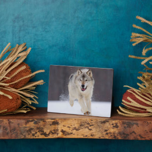 Photo Plaque photo-Wolf Plaque