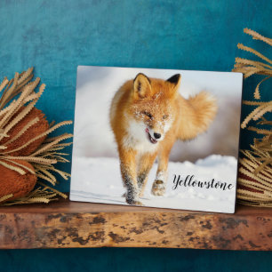 Photo Plaque photo-Yellowstone Red Fox Plaque