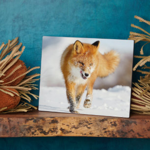Photo Plaque photo-Yellowstone Red Fox Plaque