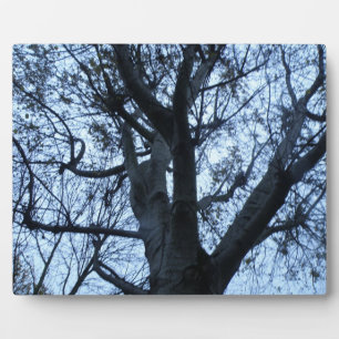 Photo Plaque photographique en silhouette de l'arbre