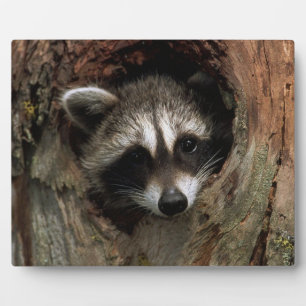 Photo Plaque-Raccoon In Tree Plaque
