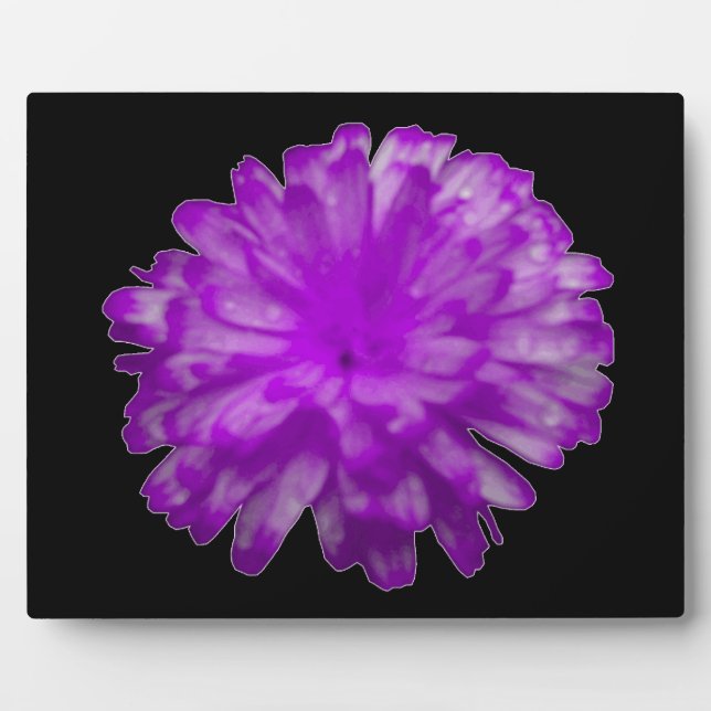 Photo Plaque violette Marigold (Devant)