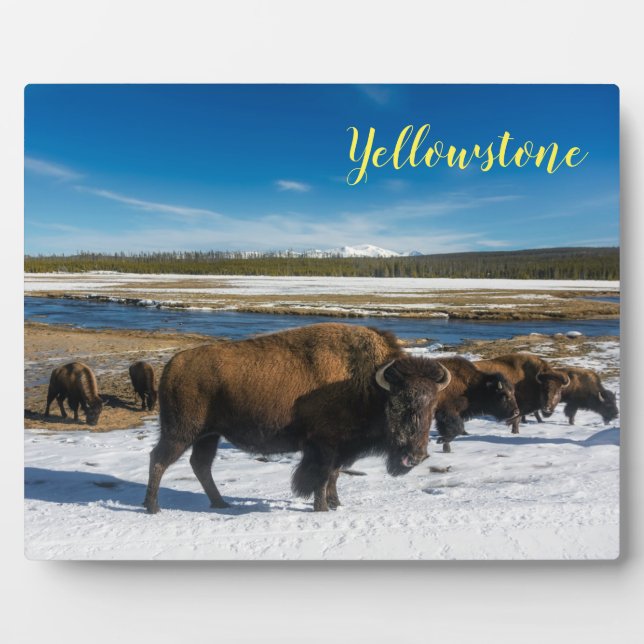 Photo Plaque-Yellowstone Buffalo Plaque (Front)
