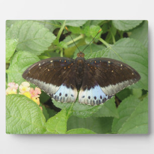 Photo Plutôt Tropical Papillon Plaque