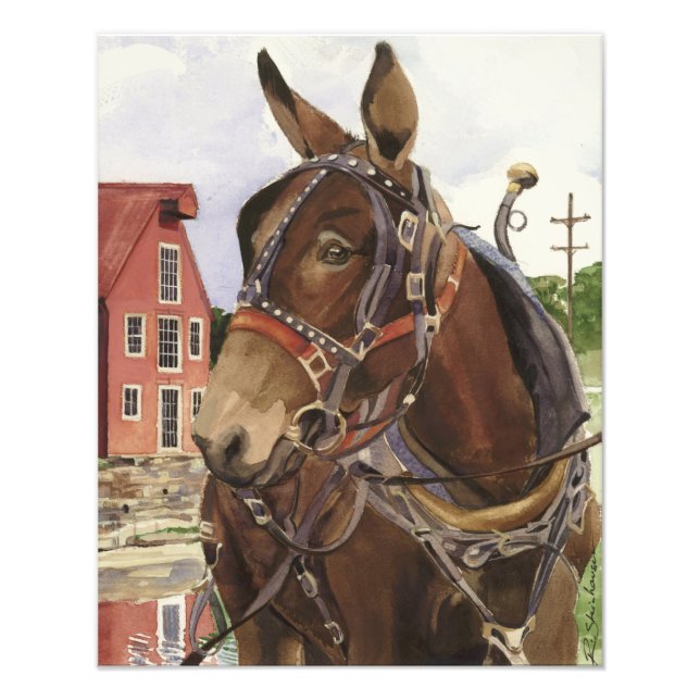 Photo poster, mule (Front)