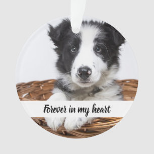 Photo pour chien de garde