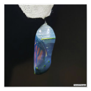 Photo Print - Monarch Chrysalis (2022)