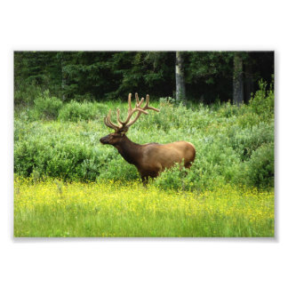 Photo Print of a Handsome Elk
