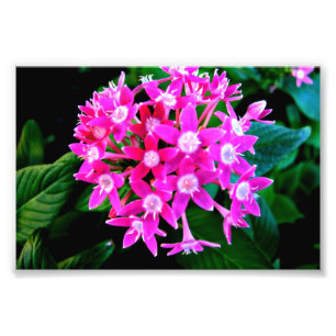 Photo Print Of Beautiful Pink Flowers