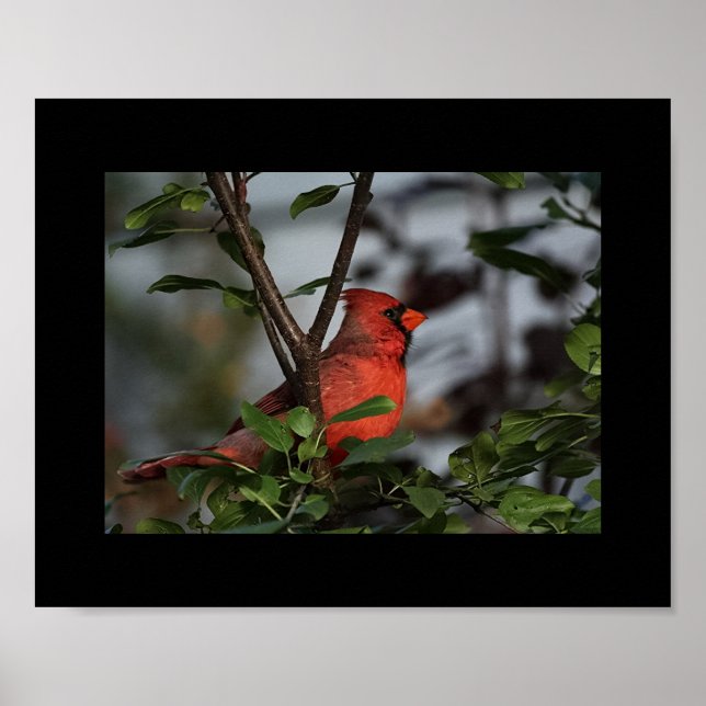 Photo Print of Cardinal 8x10 (Front)
