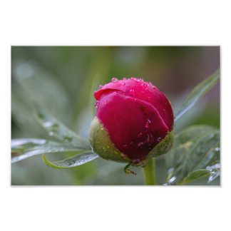 Photo Print Peony Flower Bud After The Rain