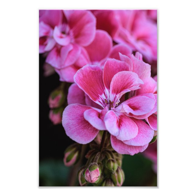 Photo Print Pink Geranium Blossoms (Front)