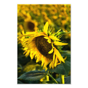 Photo Print - Sunflower Catching The Sun