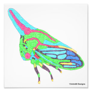 Photo Print (white) - Oak Treehopper