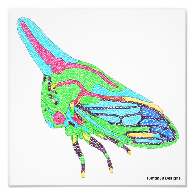 Photo Print (white) - Oak Treehopper (Front)