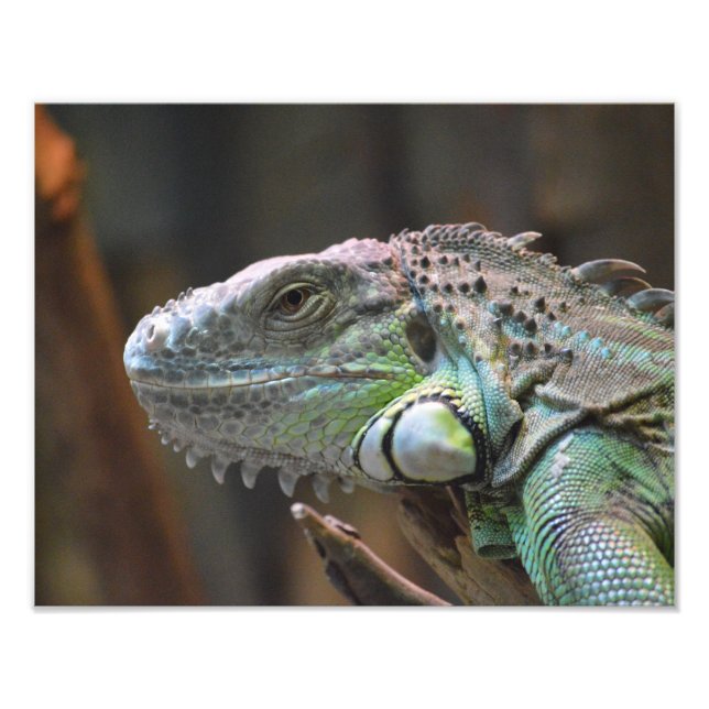 Photo print with head of a colourful Iguana lizard (Front)