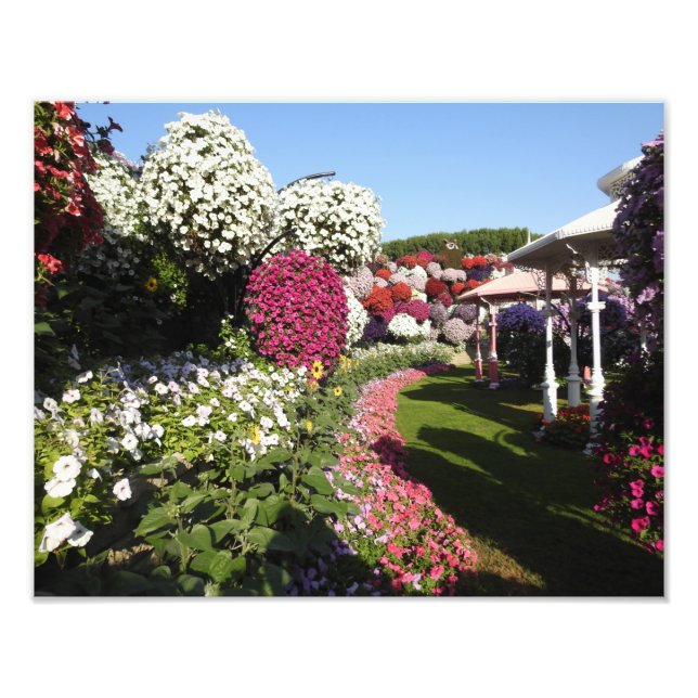 Photo Print with Petunias (Front)