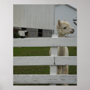 PHOTO PRINTS