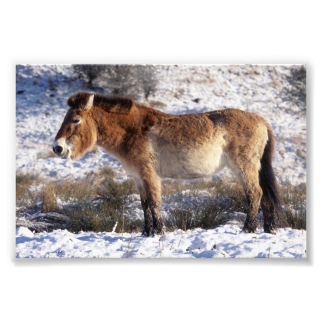 Photo - Przewalski horse Print (Front)