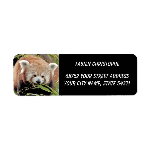Photo red panda , animals 0530. (Front)