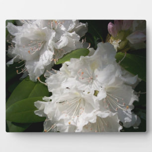 Photo Rhododenrons blancs dans la Plaque de fleurs