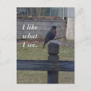 Photo Robin Sitting on Post Rail Postcards