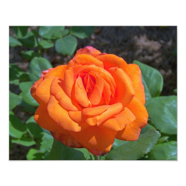 Photo Rose de Tropicana (Devant)