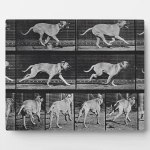 Photo Running Dog, plaque 707 de 'Animal Locomotion', 1